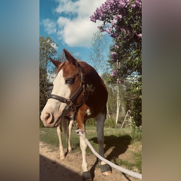 Meet your Posher, Stefanie - Picture 2 of 4